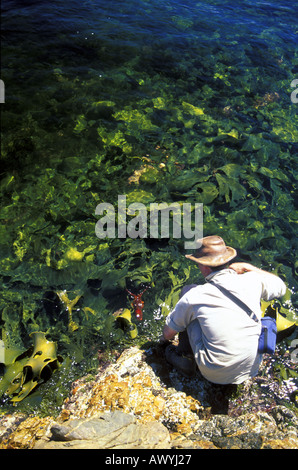 La libération du Sud sous-dimensionnés pêcheur langouste Jasus edwardsii le sud-ouest de la Tasmanie en Australie océan du Sud pas de MR Banque D'Images