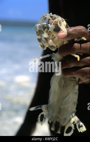 Grande crevette mantis stomatopod Lysiosquilla maculata capturés par les pêcheurs locaux Banque D'Images