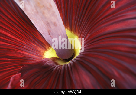 À l'intérieur de l'odeur de viande pourrie gigantesque fleur de l'arum Titan Amorphophallus titanum endémique de Sumatra en Indonésie Banque D'Images