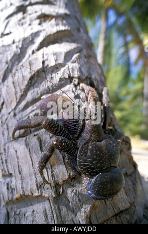 La CITES a inscrit le crabe de cocotier Birgus latro cocotier d'escalade Parc National Marin de Wakatobi Indonésie Sulawesi Banque D'Images