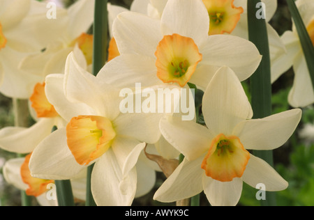 Narcissus 'Angel'. La Division 7 sept Jonquilla jonquille. Banque D'Images