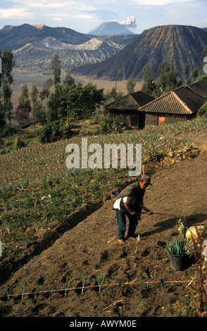 Agriculteur local culture de l'ail sur les pentes du Mont Bromo cratère visible en arrière-plan un volcan actif dans l'Est de Java en Indonésie Banque D'Images