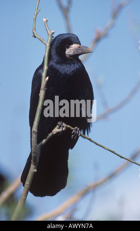 Corbeau freux Corvus frugilegus Banque D'Images