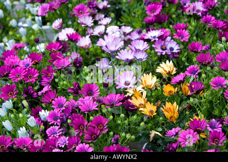 Dimorphotheca fleurs ecklonis Banque D'Images