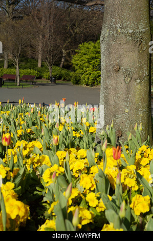 Fleurs en fleurs à St Stephen's Green, Dublin Irlande Banque D'Images