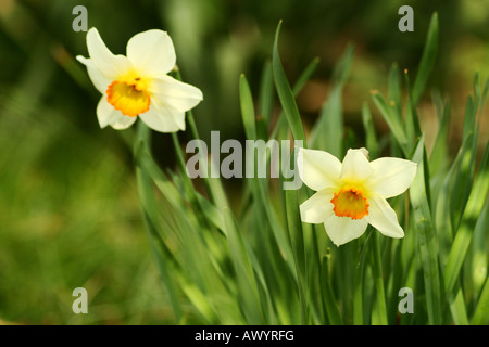 Jaune JONQUILLE Narcissus pseudonarcissus - Banque D'Images