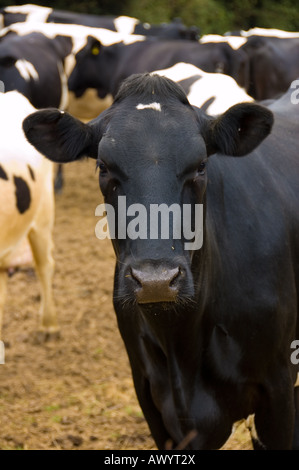 Une image couleur en noir et blanc d'une vache de race Frisonne Banque D'Images