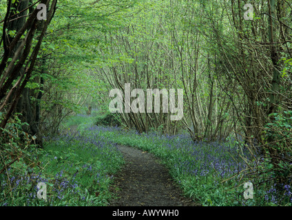 Bluebells à Reydon Woods (Hyacinthoides non-scripta) dans la région de Suffolk Uk Banque D'Images