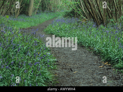 Bluebells à Reydon Woods (Hyacinthoides non-scripta) dans la région de Suffolk Uk Banque D'Images