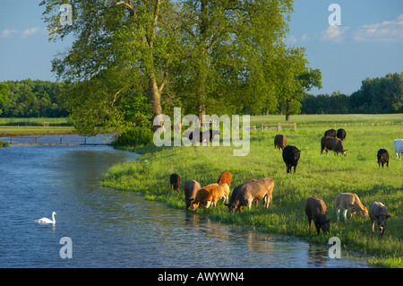 Le bétail brouter paisiblement à côté de la rivière dans le Worcestershire Parc Croome Banque D'Images