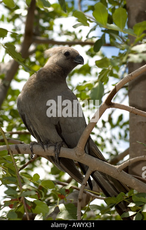 Go-Away gris Oiseau (Lourie) est fier perché dans un arbre ; Pilanesberg National Park, Afrique du Sud Banque D'Images