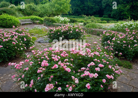 Jardin de roses dans la cour intérieure à la 15ème C Great Chalfield Manor Wiltshire à la recherche sur les murs de la fondations d'origine Banque D'Images