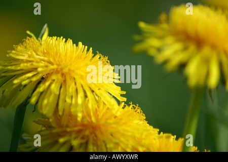 Pissenlit - Taraxacum officinale Banque D'Images
