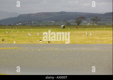 Les inondations à Sandside près d'Arnside UK causées par des marées de printemps et des coups de vent poussant la mer sur la terre Banque D'Images