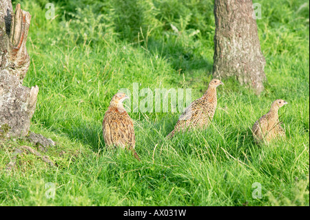 Trois faisans communs (Phasianus colchicus) dans un champ. L'Yokrshire, UK Banque D'Images