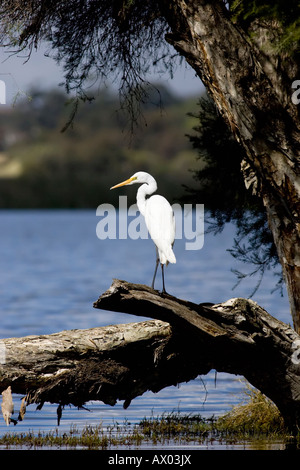 Une grande aigrette (Ardea alba) perché sur un arbre à côté du lac Bouvier, Perth, Australie occidentale. Banque D'Images