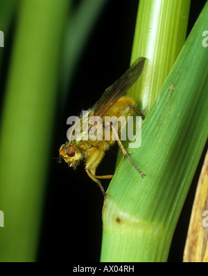 Une bouse jaune fly Scathophaga stercoraria Banque D'Images