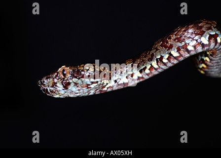 Pit Viper Malabar (Trimeresums malbaricus) est endémique à la western ghats, Amboli, Maharashtra, Inde Banque D'Images