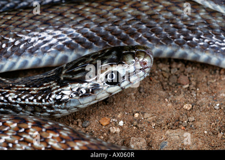 Indian couleuvre lisse coronella brachyura .. petit non rare venimeux serpent mince qui habituellement ne pousse à 70 cm de longueur. Banque D'Images