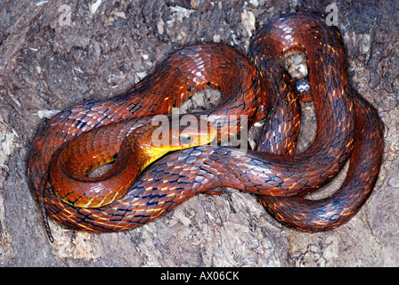 De l'eau FAUX COBRA . Hydrodynastes gigas. Colubridé un serpent qui peuvent imiter de cobra élapidés très bien, de l'Arunachal Pradesh en Inde. Banque D'Images