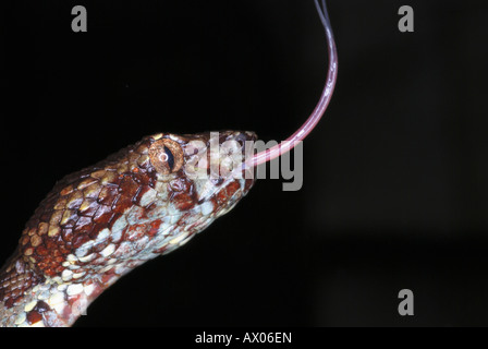 Pit Viper Malabar (Trimeresums malbaricus) est endémique à la western ghats, Amboli, Maharashtra, Inde Banque D'Images
