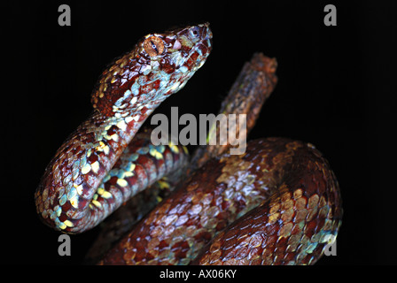 Pit Viper Malabar (Trimeresums malbaricus venimeux) endémique de la western ghats, Amboli, Maharashtra, Inde Banque D'Images