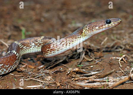 Lycodon aulicus couleuvre loup commun, non venimeux, commun. Serpent Loup indien Banque D'Images