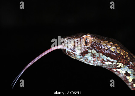 Pit Viper Malabar (Trimeresums malbaricus) est endémique à la western ghats, Amboli, Maharashtra, Inde Banque D'Images