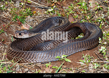 COBRA à lunettes. Naja naja. Venimeux, commun. Espèce de serpents élapidés venimeux. Banque D'Images