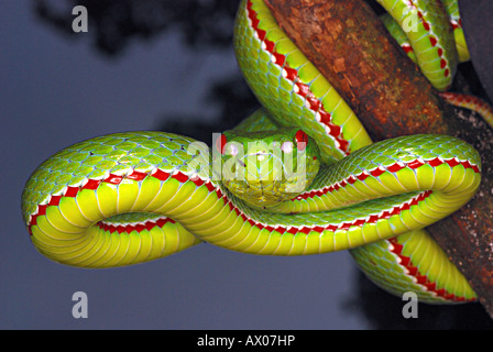 Le pape'S PIT VIPER Trimeresurus popeiorum rare venimeux rencontrés à généralement au-dessus de nuit une altitude de 800 mètres. Banque D'Images