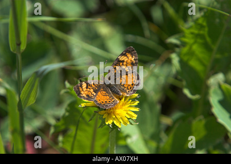 Le nord du Croissant-Rouge Phyciodes cocyta papillon assis sur fleur jaune avec des ailes entièrement ouverte à Lac Tyaughton BC Canada Banque D'Images