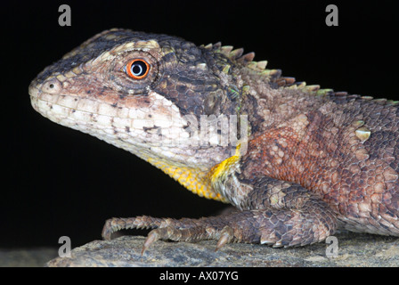 ABOR HILLS ou AGAMA Annandale's dragon, Trapelus agilis. Un très rare dragon redécouvert après 125 ans en 2006, dans le nord-est Banque D'Images