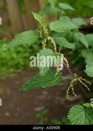 L'ortie commune ou de l'ortie, Urtica dioica Banque D'Images