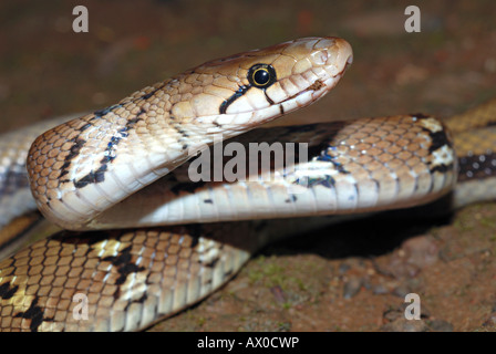 Snake Bijou montagnarde (Coelognathus helena monticollaris), ce serpent non venimeux tue par constriction. Pune, Maharashtra. Banque D'Images