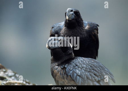 Paire de Thick-billed Corbeau (Corvus crassirostris), portrait, plus grand, semi-songbird, endémique des montagnes Semien Parc natinal, Ethi Banque D'Images