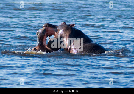 Deux Hippo's, Hippopotamus amphibus, combats dans la rivière Chobe, au Botswana, l'Afrique Banque D'Images