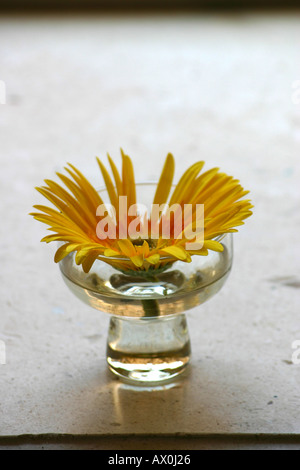 Barberton jaune dans un vase sur daisy en appui de fenêtre Banque D'Images