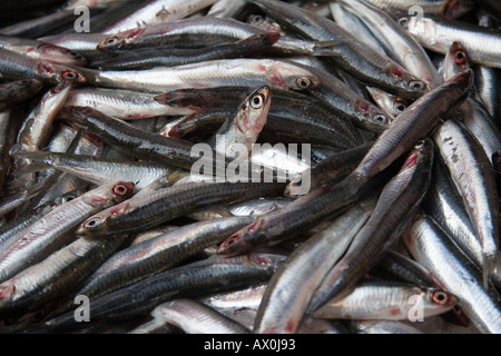 Anchois frais Marché du Rialto Venise Italie Banque D'Images