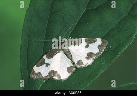 Brouillé border (Lomaspilis marginata), assis sur une feuille, Allemagne Banque D'Images