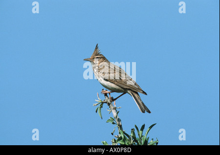 (Galerida cristata crested lark), assis sur une branche, Grèce Banque D'Images