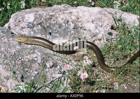 Verre européen lézard, lézard de verre blindé (Ophisaurus apodus), au soleil sur un rocher, Grèce Banque D'Images