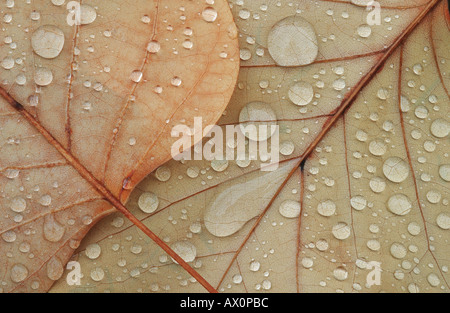 Érable (Acer spec.), feuilles d'érable avec de l'eau baisse, Allemagne Banque D'Images