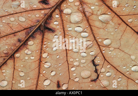 Érable (Acer spec.), feuilles d'érable avec de l'eau baisse, Allemagne Banque D'Images