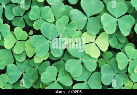 L'oxalide commun, l'oxalide de Dillénius, trèfle irlandais (Oxalis acetosella), feuilles, Allemagne, Bavière, Rosenheim Banque D'Images