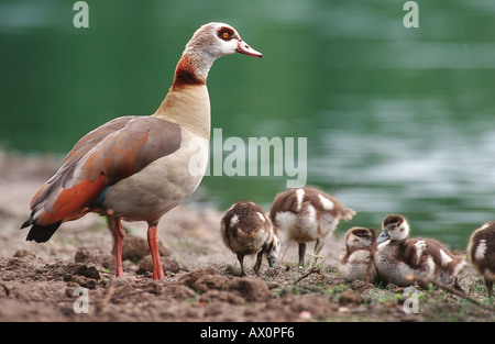 Egyptian goose (Alopochen aegyptiacus), avec quatre adultes poussins, Allemagne, Bade-Wurtemberg, Schwetzingen Banque D'Images