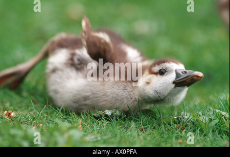 Egyptian goose (Alopochen aegyptiacus), s'étendant sur un pré, l'Allemagne, Bade-Wurtemberg Banque D'Images