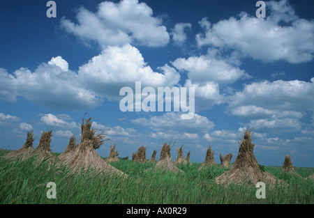 Roseau commun (Phragmites australis), récoltés roseau commun, l'Autriche, Burgenland Banque D'Images