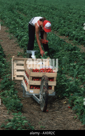 Fraise, fraise jardin hybride (Fragaria x ananassa, Fragaria ananassa), récolte de fraises, de l'ALLEMAGNE, Basse-Saxe Banque D'Images