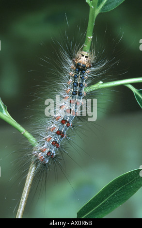La spongieuse (Lymantria dispar), Caterpillar. Banque D'Images