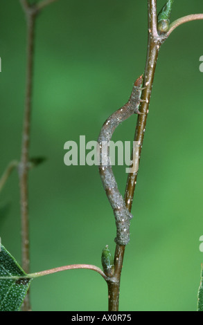 (Vague blanche commune Cabera pusaria), Caterpillar. Banque D'Images